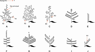 Image result for Chrysochloa hubbardiana