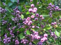 Image result for Smithia elliotii