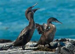 Birds That Cannot Fly Images Image Result For Flightless Cormorant Birds That Cannot Fly Flightless Bird Birds