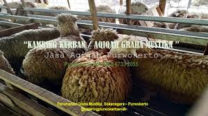 Jual Kurban Kambing Di Sokaraja Kulon Sokaraja 0821 3543 9895 Kambing Betina Sapi