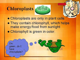 The rigid exterior around the cells is necessary to allow the plants to grow however, plant cells also have features that animal cells do not have: Cell Organelles And Their Functions Cells L Cells