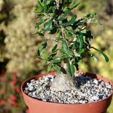Image result for Fockea angustifolia