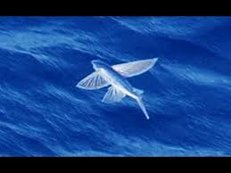 How tall can a flying fish fly in the air? Facts The Flying Fish Youtube
