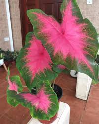 Heart of jesus, also known as caladium and angel wings, is a genus of tuberous herbaceous plants. Heart Of Jesus Caladium Care And Growing Guide Balcony Decoration Eco Friendly Garden Ideas