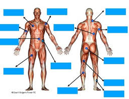 Muscles of the torso, as well as muscles in the arms or legs, can give the impression of a thin or athletic person. Label The Muscular System Worksheets Teaching Resources Tpt
