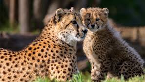 African cheetah | San Diego Zoo Kids