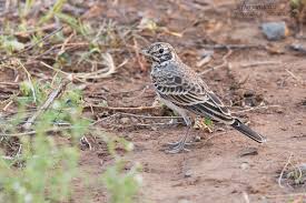 Image result for Pycreus nigricans