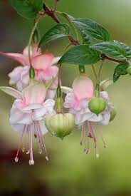 5 Types Of Fuschia Flowers You Must See Beautiful Flowers Fuchsia Flower Fuchsia Flowers