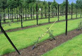 Benefits of pruning fruit trees. Fruit Tree Forms Wikipedia
