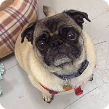 Hopeful adoptive parents in kansas and missouri. Kansas City Mo Pug Meet Hootie A Pet For Adoption