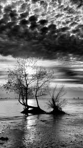 Beautiful Black And White Pictures Of Nature Dramatic Black And White Nature Black And White Pictures Black And White Painting Black And White Tree