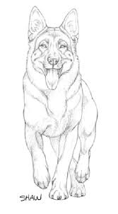 The Hindquarter Of The German Shepherd Dog The German Shepherd Dog Dog Sketch German Shepherd Art Dog Art