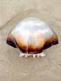 Maybe you would like to learn more about one of these? Cabbage Head Jellyfish Project Noah