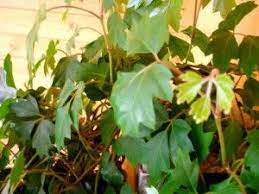 Grape Ivy Plants How To Care For A Grape Ivy Houseplant Grape Plant Ivy Houseplant Ivy Plants