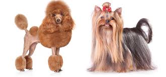 31 Dog Grooming Styles And Trims Playbarkrun