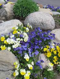 Garten Ideen Deko Steine Stiefmutterchen Dazwischen Garten Stiefmutterchen Garten Deko Ideen Garten Deko