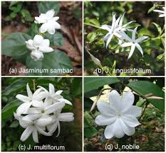 Use them in commercial designs under lifetime, perpetual & worldwide rights. Flowers Of Sri Lanka On Twitter D Is The Royal Jasmine Old Name J Rex And The Flower Is About 4 5cm Across