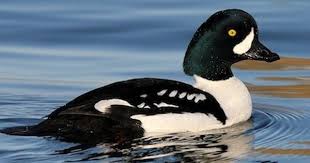 Black And White Duck Species Barrow S Goldeneye Birds Ornithology Bird Photo