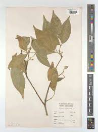 Image result for Glenniea