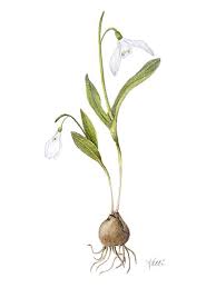 White On White Botanical Drawings Botanical Illustration Flower Drawing