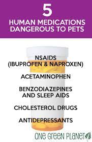 5 Common Human Medications That Are Dangerous To Pets Pet Health Dog Insurance Pets