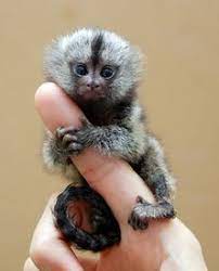 17 Monkeys Ideas Marmoset Monkey Finger Monkey Primates