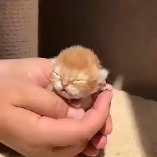 So So Small Funny Cat Quotes Images Videos Maria Pinterium Kittens Cutest Baby Cute Baby Cats Baby Cats