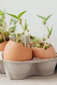 Use crushed eggshells in household and garden. Using Eggshells In The Garden For Soil Compost As Pest Control