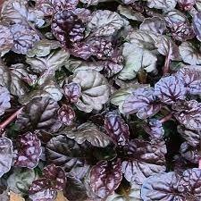 The leaves are nice in salads. The 15 Best Flowering Ground Covers For Yard Gardener S Path
