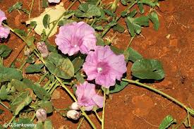 Image result for Ipomoea barteri