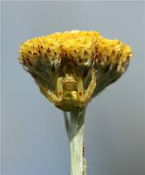 Image result for Helichrysum cephaloideum