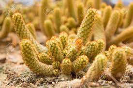 This is my ladyfinger cactus (mammillaria elongata). Gold Lace Cactus Or Mammillaria Elongata Or Ladyfinger Cactus Stock Photo Picture And Royalty Free Image Image 42650578