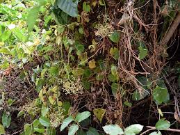 Image result for Cissus welwitschii