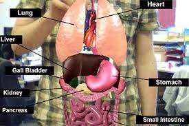 Photo & galerie inside the human body organs real. 25 Shows Ar System Showing Human Organs Overlapping Real Human Body In Download Scientific Diagram
