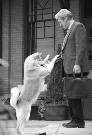 Kamu tentu tau kan ceriha anjini seti hachiko, nah kali ini aku berkesempatan mengunjungi kuburan asli hachiko dan profesor. Hachiko A Dog S Story Tumblr Dog Movies Dog Stories Akita Dog