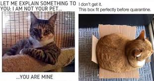 • • • bernie memes are so last week. Caturday Gateway To Cat Meme Madness 35 Memes Mimicnews