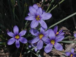 Image result for Sisyrinchium