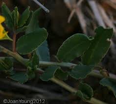 Image result for Talinum crispatulum