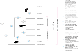 Researchers initially described the shark, known as gladbachus adentatus , in 2001 a digital rendering of the skull and pectoral girdle from the top (a) and underside (b) of gladbachus adentatus. The Systematics Of The Mongolepidida Chondrichthyes And The Ordovician Origins Of The Clade Peerj