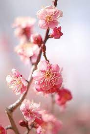 Ode To The Cherry Blossom Beautiful Flowers Flowers Pretty Flowers