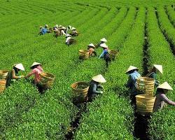 Hình ảnh về Trà Tây Nguyên