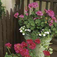 Plant Geraniums In Containers Potted Geraniums Container Flowers Geraniums In Containers