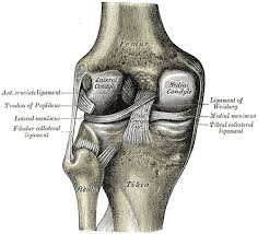 A high ankle sprain is less common in everyday life but can be seen in competitive athletes. Fibular Collateral Ligament Wikipedia