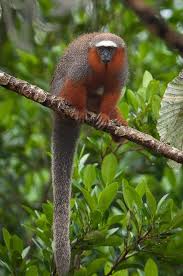 Nature And More Primates Titi Animals Beautiful Hair products, beard products, scents, skin care, accessories and more. pinterest