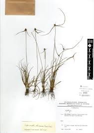 Image result for Lipocarpha chinensis