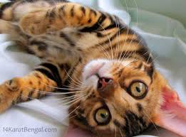 Cats all motors for sale property jobs services community pets. Bengal Kittens For Sale Healthy Top Quality Bengal Kittens W The Absolute Highest Level Of Socialization Well Handled Well Trained Rosetted Bengal Kittens