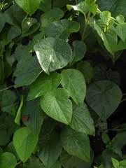 Image result for Stephania abyssinica