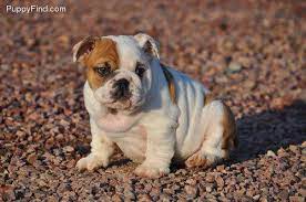 Maybe you would like to learn more about one of these? Beaver Creek Bulldogs Home Facebook