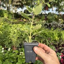 Image result for Tetradenia bainesii