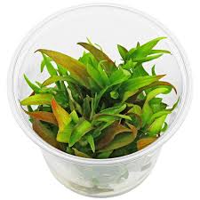 Image result for Murdannia stricta